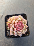 Echeveria Jelly Jam 回声