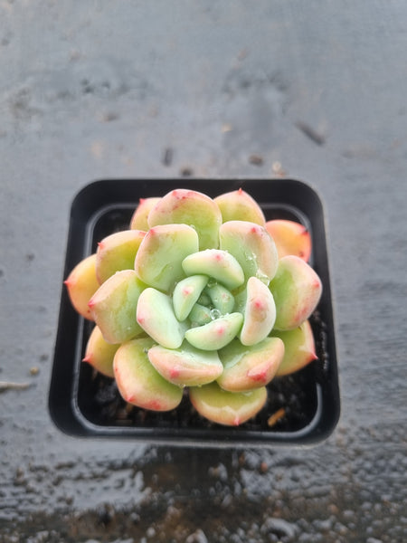 *GLGhybrid(1-1524) Pachyveria Elaine hybrid 香水杂