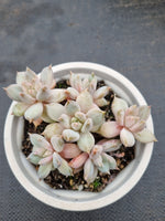 11cm pot Echeveria Tolimanensis hybrid 杜里万杂11cm盆