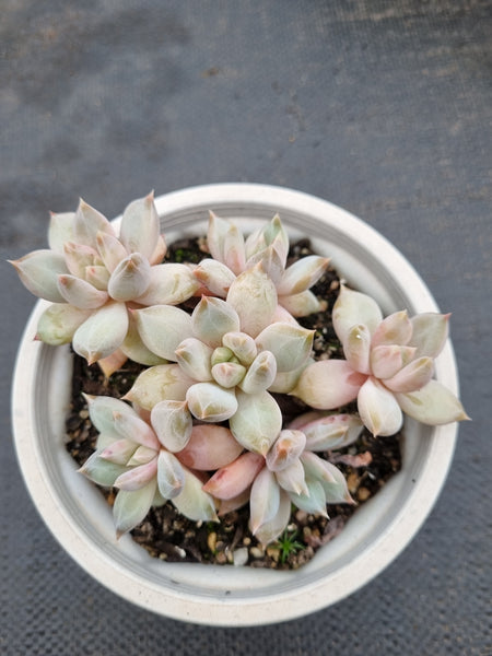 11cm pot Echeveria Tolimanensis hybrid 杜里万杂11cm盆