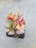 Adromischus Triflorus (Red) 爱心水泡
