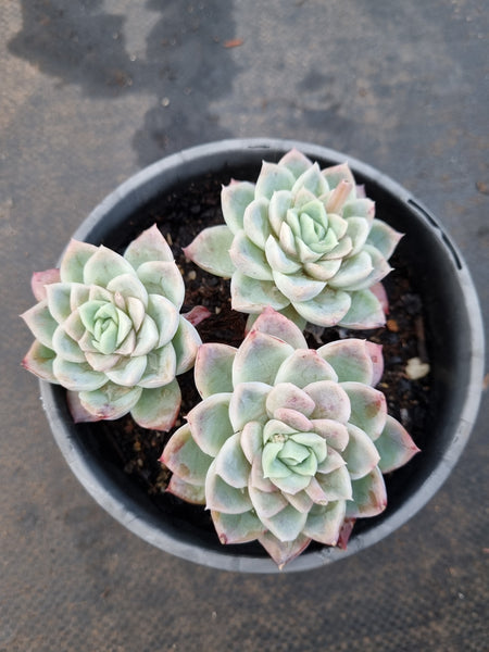 *GLGhybrid(2-358) Echeveria Raspberry ice hybrid 冰莓杂