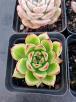 *GLGhybrid(1-1142) Special hybrid pack of 4