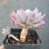*GLGhybrid(1-1640) Echeveria Laulensis X Sedeveria Blue Elf 劳伦斯杂蓝精灵