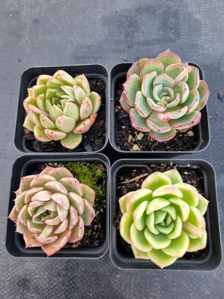 *GLGhybrid(1-1145) Special hybrid pack of 4