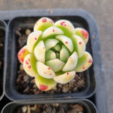 *GLGhybrid(1-1687) Special hybrid pack of 4