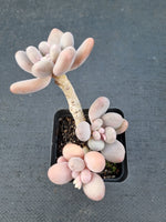 *GLGhybrid(1-1076) Pachyveria 'Concubine's Finger' 贵妃手指