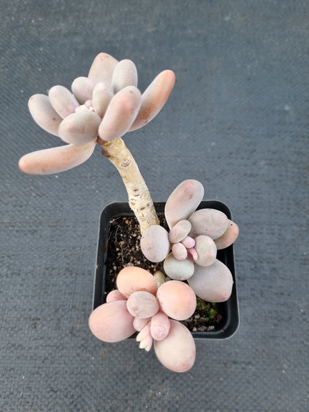 *GLGhybrid(1-1076) Pachyveria 'Concubine's Finger' 贵妃手指