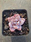 Echeveria Laui (small) 雪莲(小)