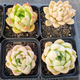 *GLGhybrid(1-1683) Special hybrid pack of 4