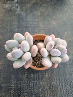 *GLGhybrid(1-1293) Pachyphytum hybrid 厚叶草属杂