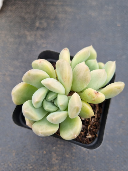 *GLGhybrid(1-1579) Pachyveria Elaine hybrid 香水杂