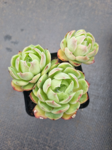 *GLGhybrid(1-1350) Echeveria Schichi-kuksi hybrid