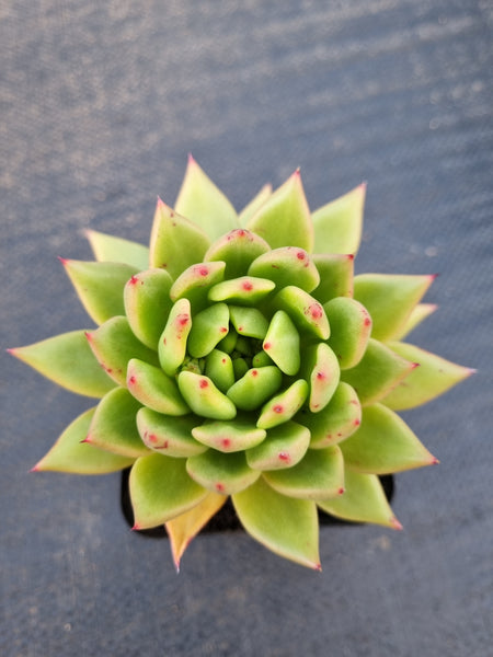 *GLGhybrid(1-1390 )Echeveria agavoides Polaris hybrid 北极星杂