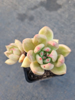 *GLGhybrid(1-1220) Pachyveria Elaine hybrid 香水杂