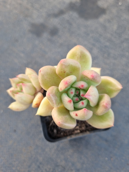 *GLGhybrid(1-1220) Pachyveria Elaine hybrid 香水杂