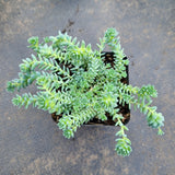 Sedum Dasyphyllum 'Major' 璇叶姬星美人