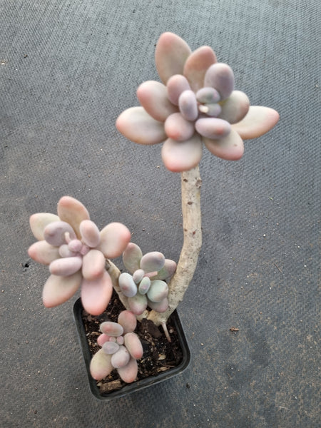 *GLGhybrid(1-1029) Pachyveria 'Concubine's Finger' 贵妃手指