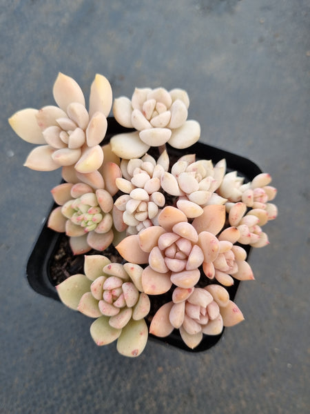 *GLGhybrid(1-1037) Assorted Succulents