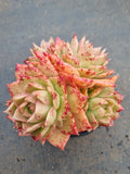 *GLGhybrid(2-47) Echeveria agavoides Ebony hybrid 乌木杂