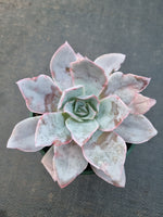 11cm pot Echeveria Cante  广寒宫11cm盆