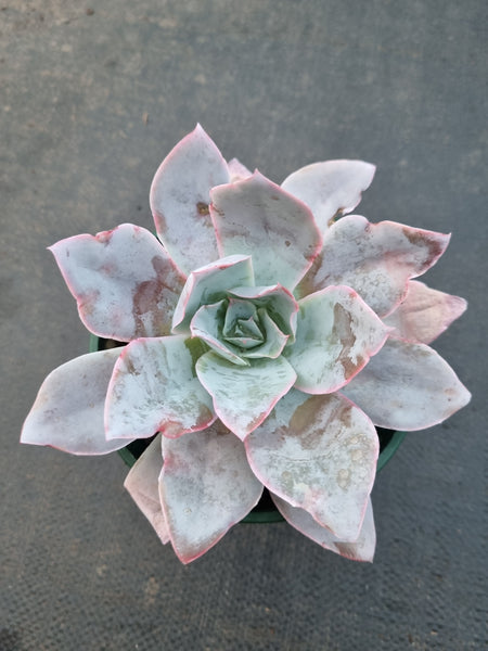 11cm pot Echeveria Cante  广寒宫11cm盆