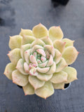 Echeveria 'Pink baby rose' 粉色蔷薇