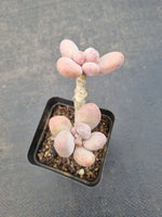 *GLGhybrid(1-1080) Pachyveria 'Concubine's Finger' 贵妃手指