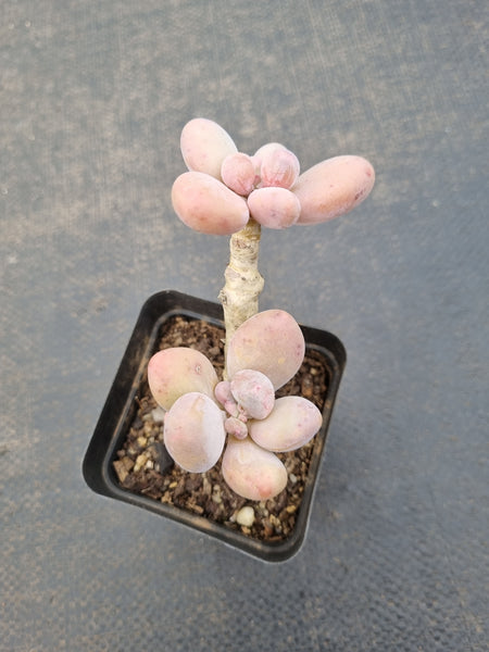*GLGhybrid(1-1080) Pachyveria 'Concubine's Finger' 贵妃手指