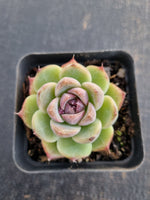 *GLGhybrid(1-661) Echeveria White Bloody Maria 白血玛