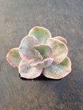 Echeveria Decora (variegated plants) 德克拉锦