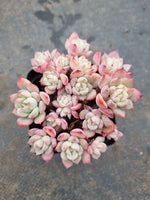 Echeveria 'Frost of the Fall'  秋霜