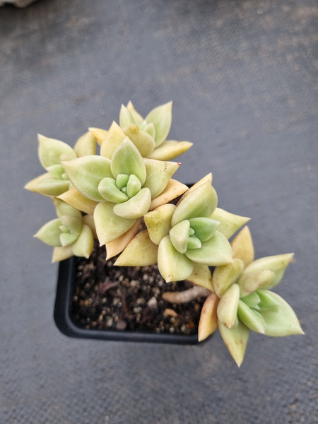 Echeveria Citrina 黄金表丽娜