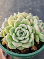 *GLGhybrid (2-139) Echeveria Schichi-kuksi hybrid