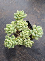 *GLGhybrid(1-753) Graptopetalum ‘Blush Danko’ 绯丸