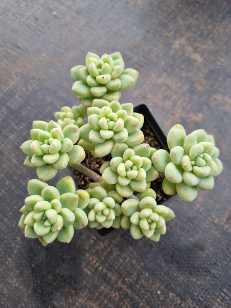 *GLGhybrid(1-753) Graptopetalum ‘Blush Danko’ 绯丸