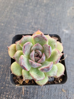*GLGhybrid(1-1316) Echeveria 'Bloody Maria' hybrid 血色玛丽亚杂