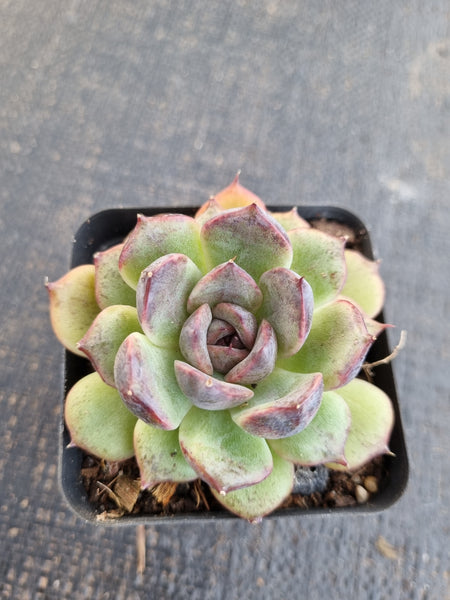 *GLGhybrid(1-1316) Echeveria 'Bloody Maria' hybrid 血色玛丽亚杂