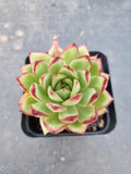 *GLGhybrid(1-1405) Echeveria Romeo hybrid 血罗杂