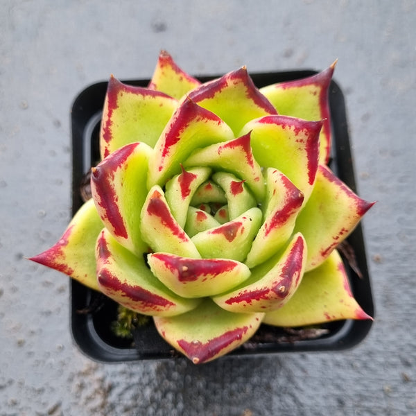 *GLGhybrid(1-1596) Echeveria agavoides Ebony hybrid 乌木杂