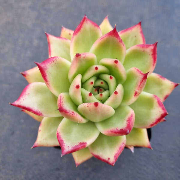 *GLGhybrid(1-1646) Echeveria Agavoides Lipstick hybrid 口红杂
