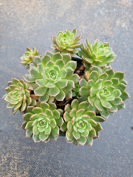11cm pot Echeveria Olivia 奥利维亚11cm盆