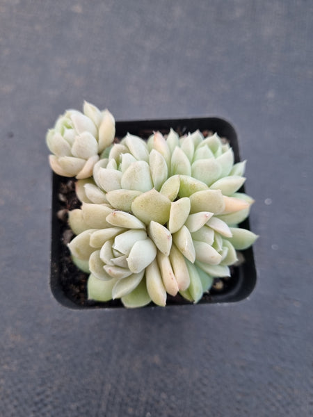 *GLGhybrid(1-896) Echeveria Elegans 'Alba' hybrid 白月影杂