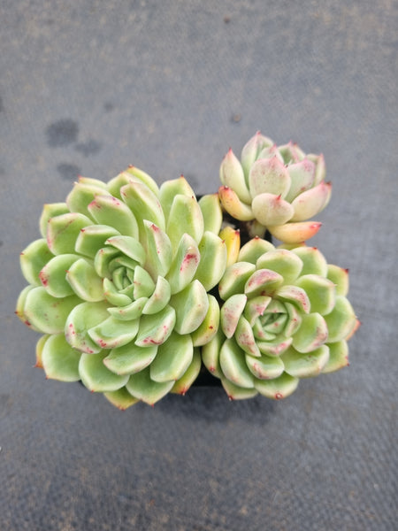 *GLGhybrid(1-1358) Echeveria Agavoides hybrid 冬云杂
