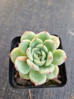 *GLGhybrid(1-1317)  Pachyveria Elaine hybrid 香水杂
