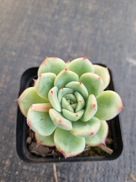 *GLGhybrid(1-1317)  Pachyveria Elaine hybrid 香水杂