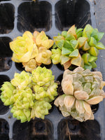 Value bundle of 4 Haworthia 玉露套餐4颗