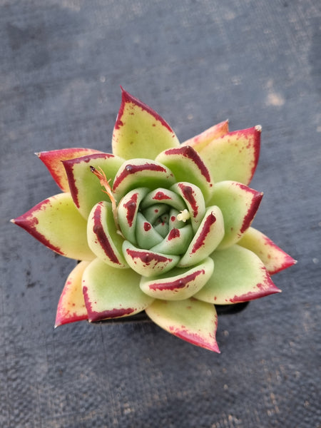 *GLGhybrid(1-990) Echeveria agavoides Ebony hybrid 乌木杂