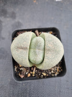 Pleiospilos Nelii 帝玉