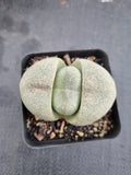 Pleiospilos Nelii 帝玉
